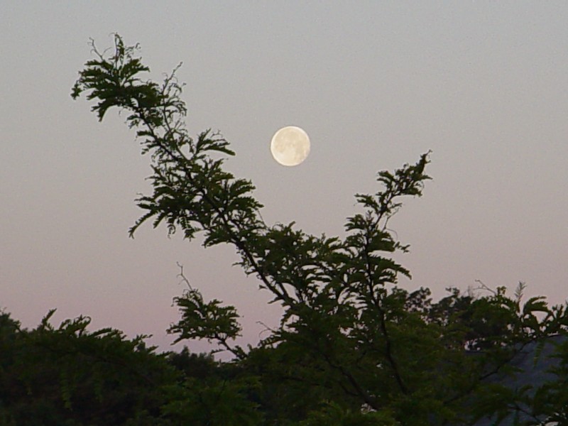 A full moon is seen in a twilight sky with a tree branch in the foreground.