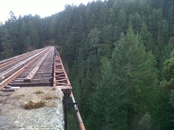 An old, rusty railway bridge extends over a dense forest of tall evergreen trees, with no visible train or people on it.